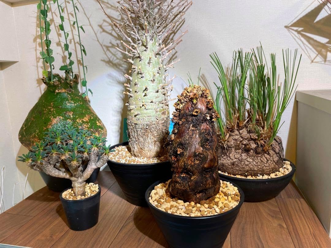 超良型 発根済 手乗り小鉢Bonsai ボスウェリア ネグレクタ 超良型 発